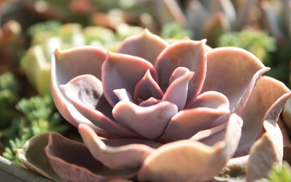 美丽植物特写高清桌面壁纸