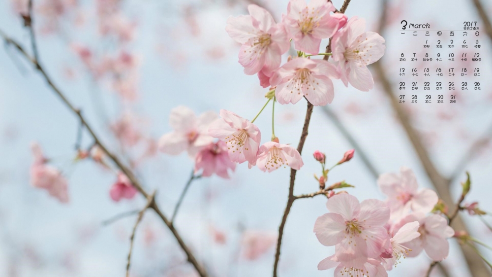 2017年3月春天唯美盛开的花高清桌面日历壁纸