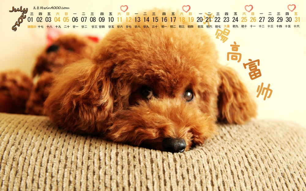 2015年7月日历精选可爱汪星人图片桌面壁纸下载