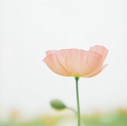错过了花期花怪谁小清新伤感图片