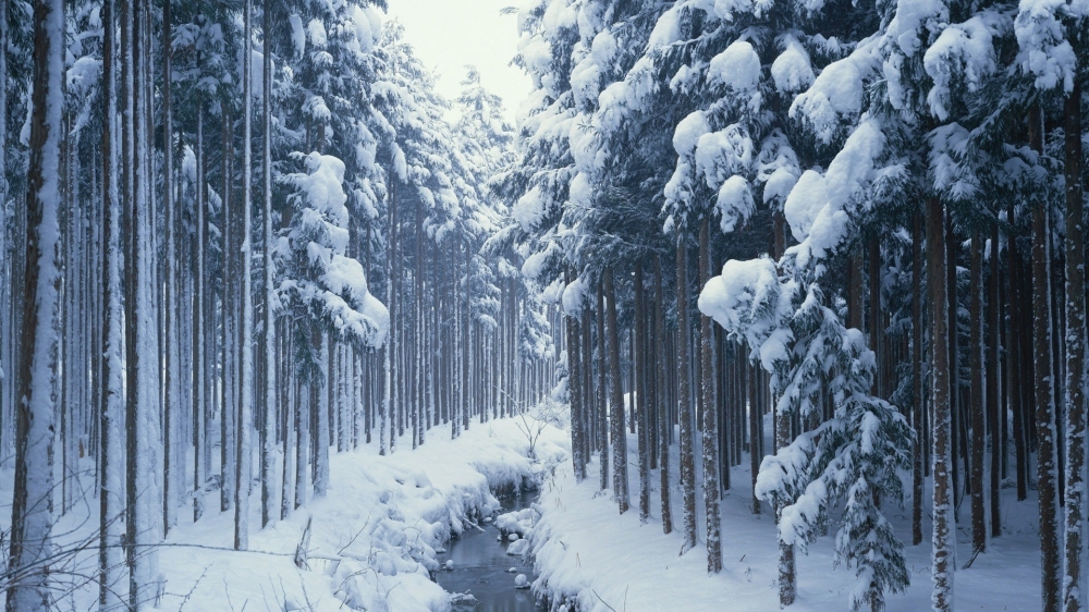 冬季树林中的雪景高清桌面壁纸