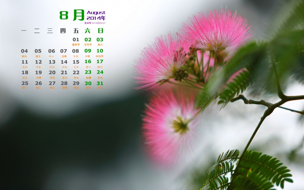 2014年8月日历绿色植物合欢花电脑桌面壁纸