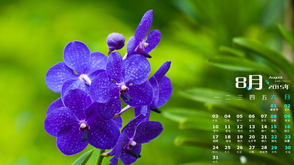 2015年8月日历精选清新护眼植物花卉风景桌面壁纸下载