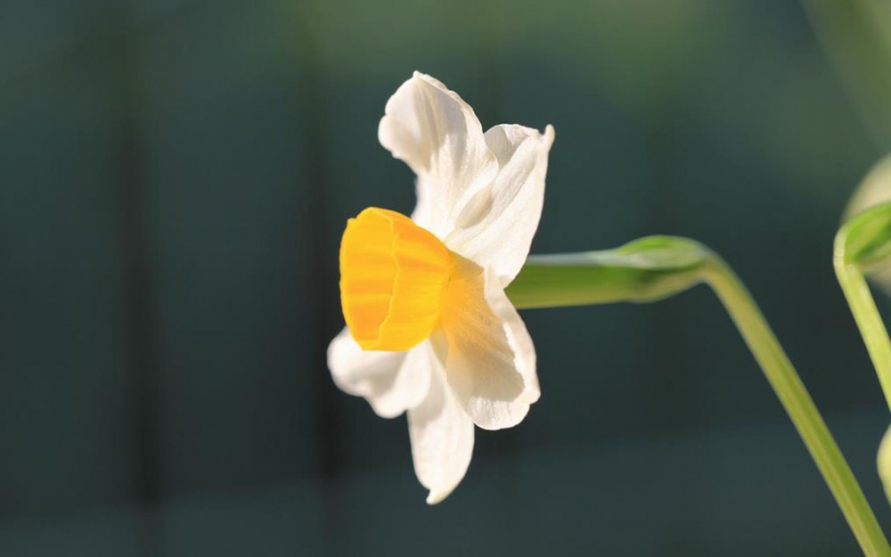 水仙花图片唯美花卉电脑壁纸