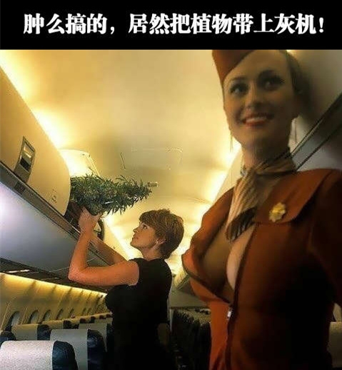 从空姐的胸部我就能推断出，这是盘木瓜！