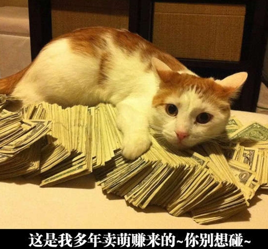 来嘛~我用一根小鱼干跟你换~