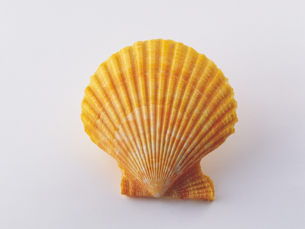 贝壳海螺 第三辑