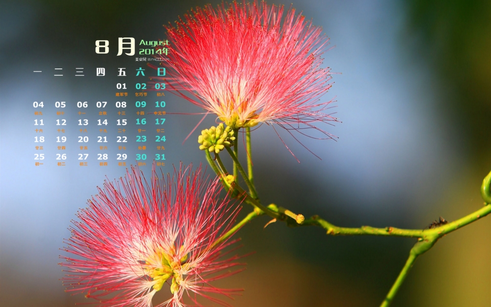 2014年8月日历绿色植物合欢花电脑桌面壁纸