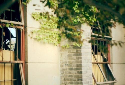 谁在夕阳里吹奏着忧伤，一层一层扰乱我的记忆