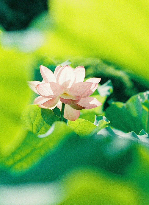 关于花朵的唯美治愈系图片