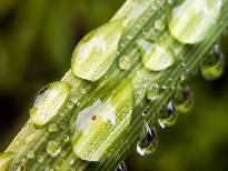 多彩植物