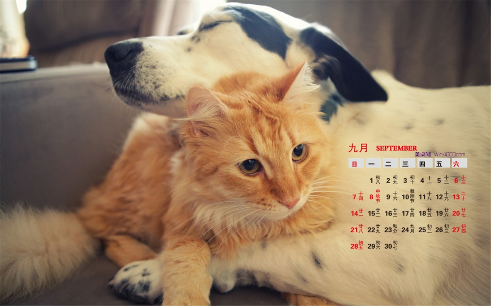 2014年9月日历桌面壁纸可爱的超萌宠物小猫图片