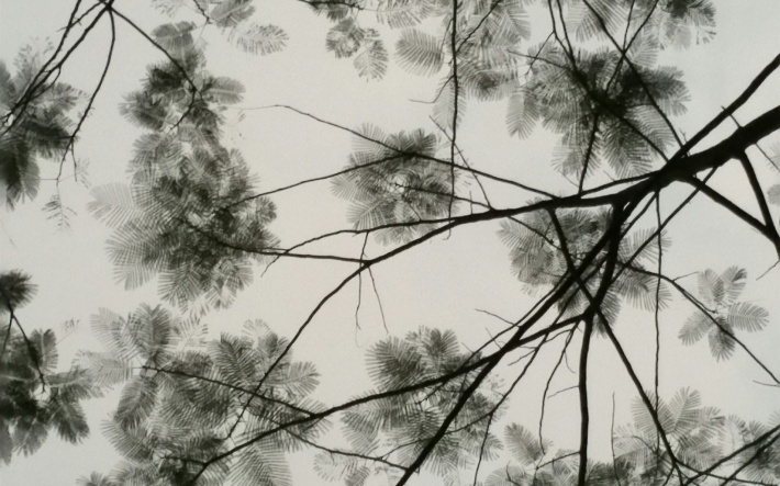 写意水墨画叶子摄影桌面壁纸