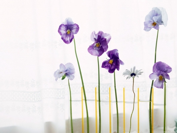 室内花桌面壁纸 1440X900【10P】