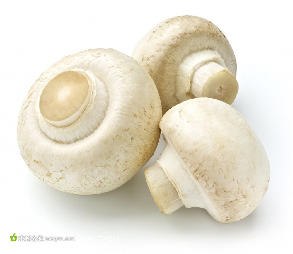 白色食用蘑菇