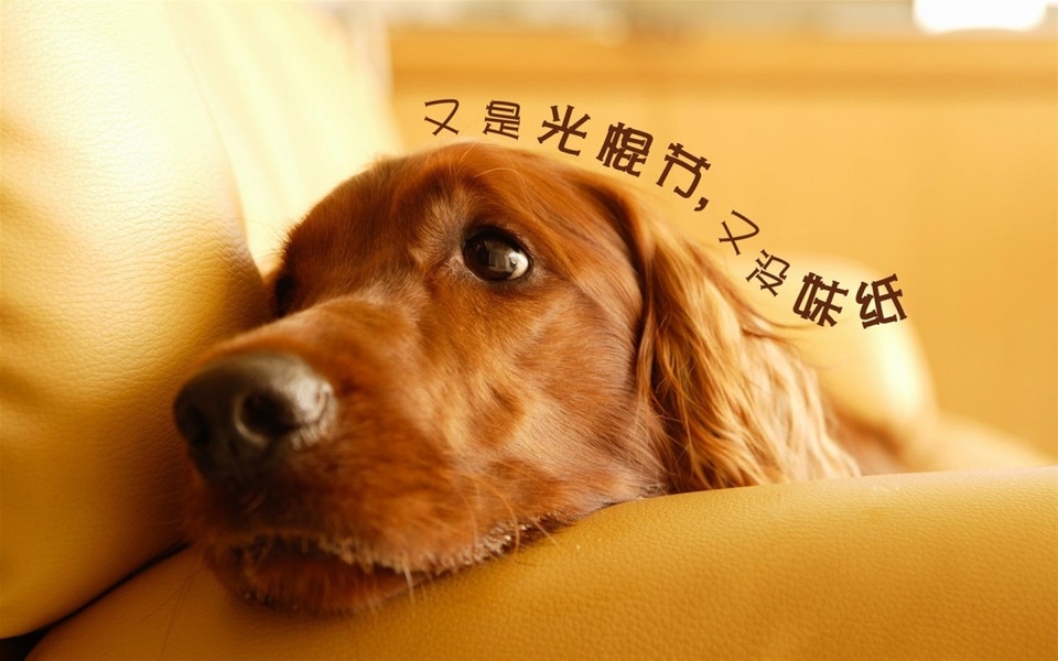 光棍节壁纸：为爱情而鼓舞
