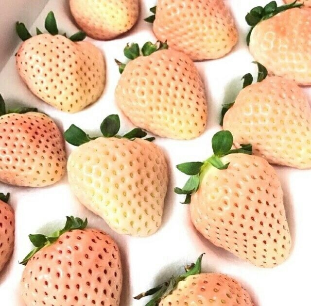 拥有草莓届最高颜值の草莓