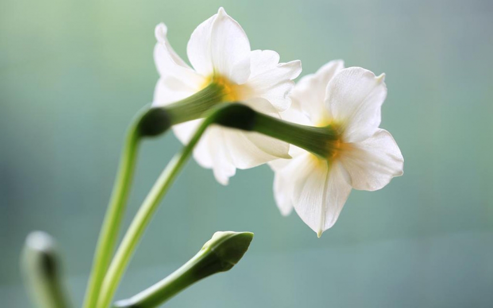 水仙花图片唯美花卉电脑壁纸