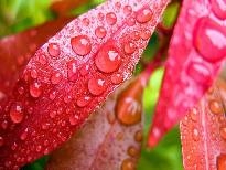 多彩植物