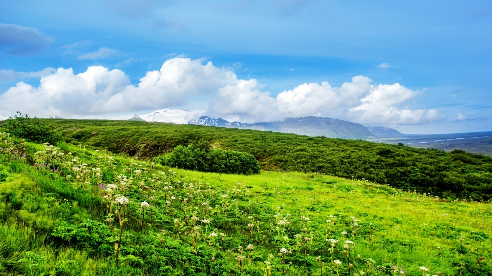 漫山遍野的鲜花唯美自然风景桌面壁纸