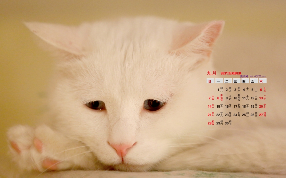 2014年9月日历桌面壁纸可爱的超萌宠物小猫图片