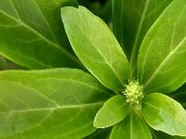 多彩植物