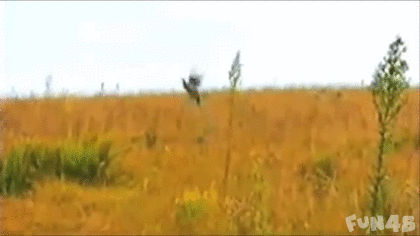 各种猫捉鸟动态图合集