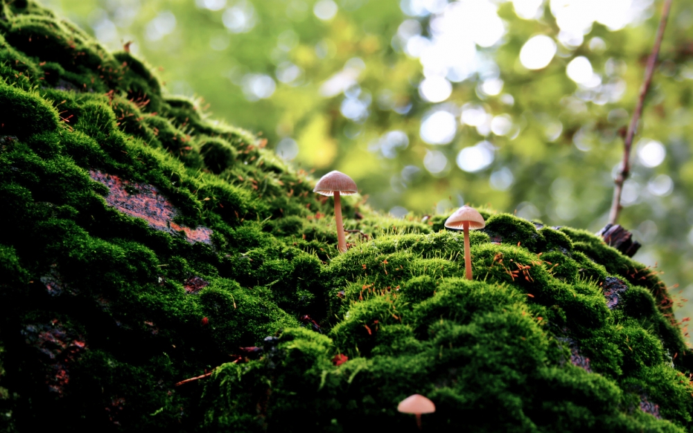 绿色植物青苔清新怡人护眼高清电脑桌面壁纸图片大全