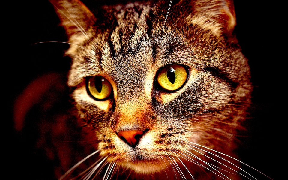 可爱萌猫桌面壁纸图集