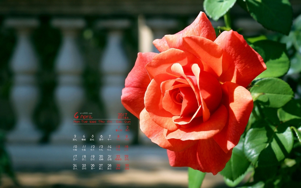 2017年4月唯美红色花卉植物高清图片日历壁纸