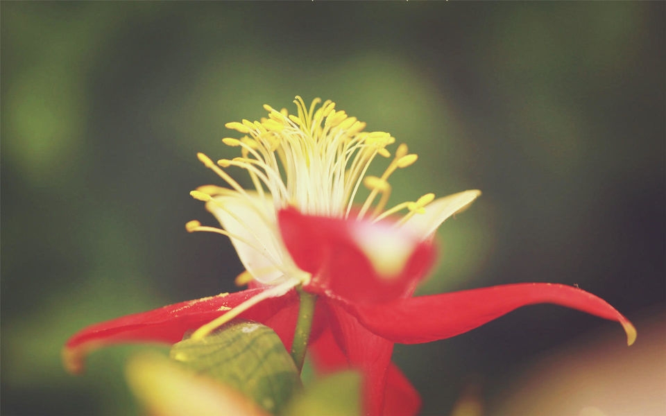 靓丽花蕊特写桌面壁纸