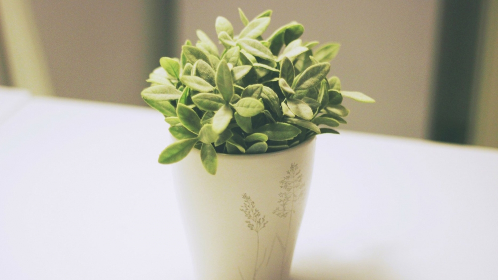 绿色护眼植物高清图片大全
