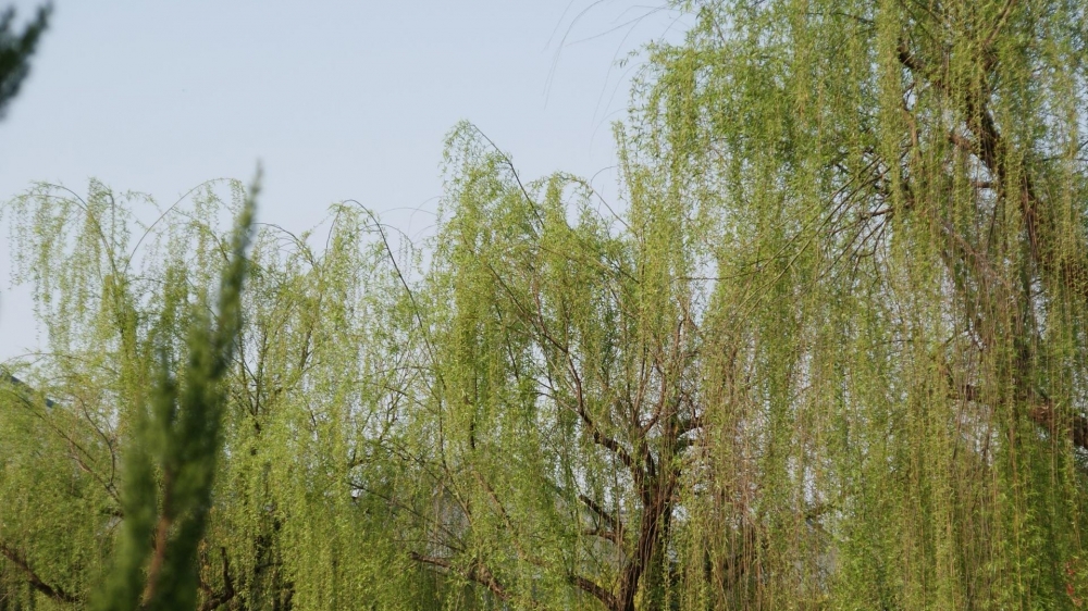万条垂下绿丝绦唯美壁纸