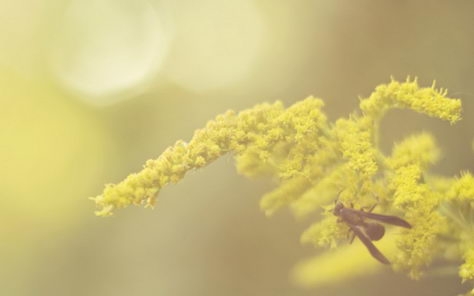 小清新风格花卉桌面壁纸