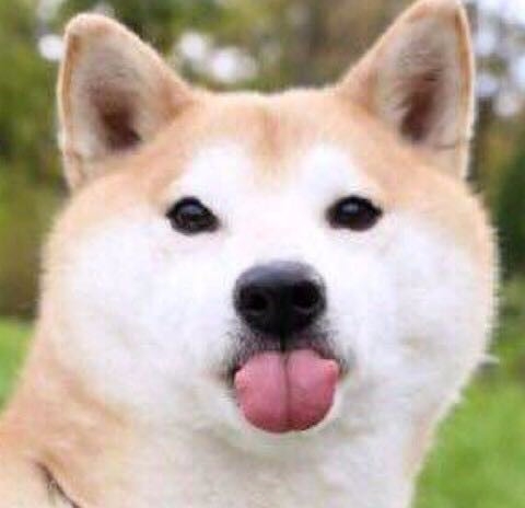 家里有只柴犬是一件多高兴的事情