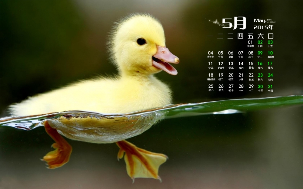 2015年5月日历壁纸水中游泳的可爱小鸭子高清电脑桌面下载