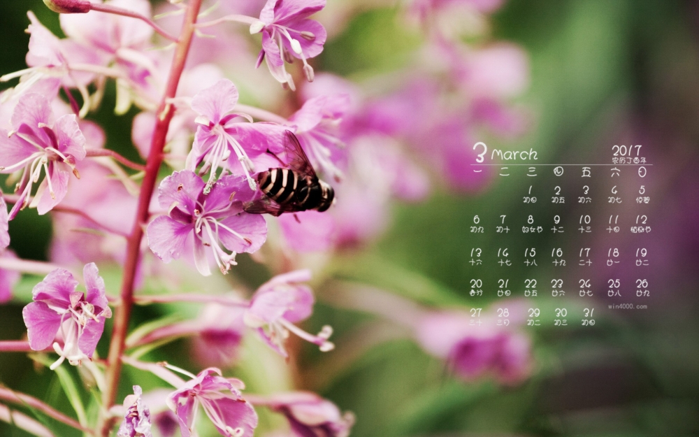 2017年3月唯美花卉高清桌面日历壁纸