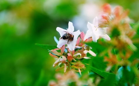 小清新风格花卉桌面壁纸