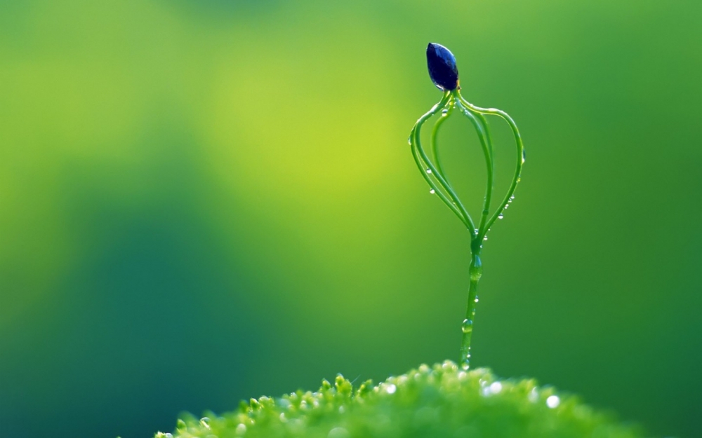 含苞欲放的花朵高清壁纸