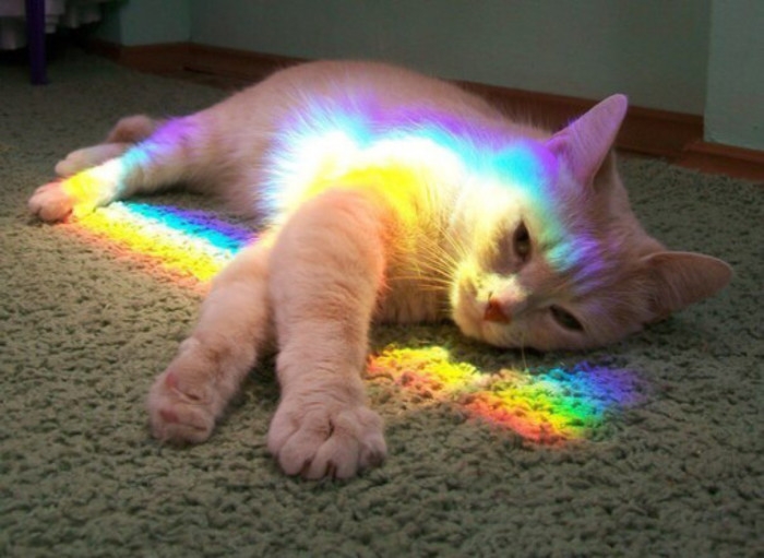 猫 | 控