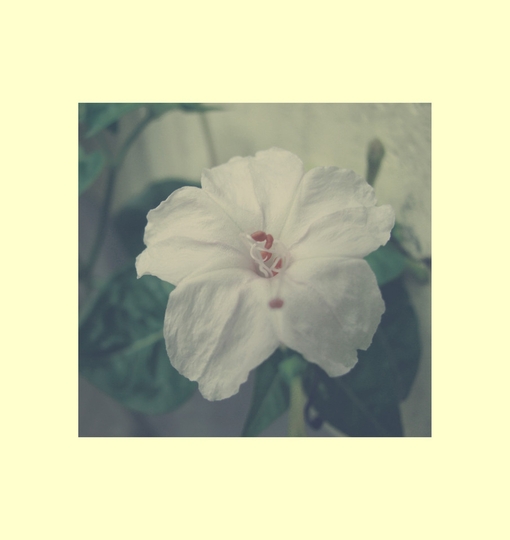 陌上花开 灿烂的鲜花开放的瞬间