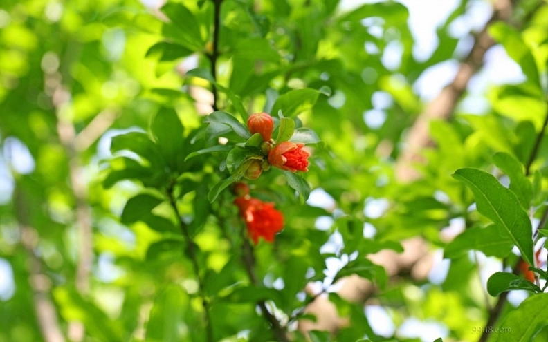 摄影红艳艳的石榴花高清花卉图片