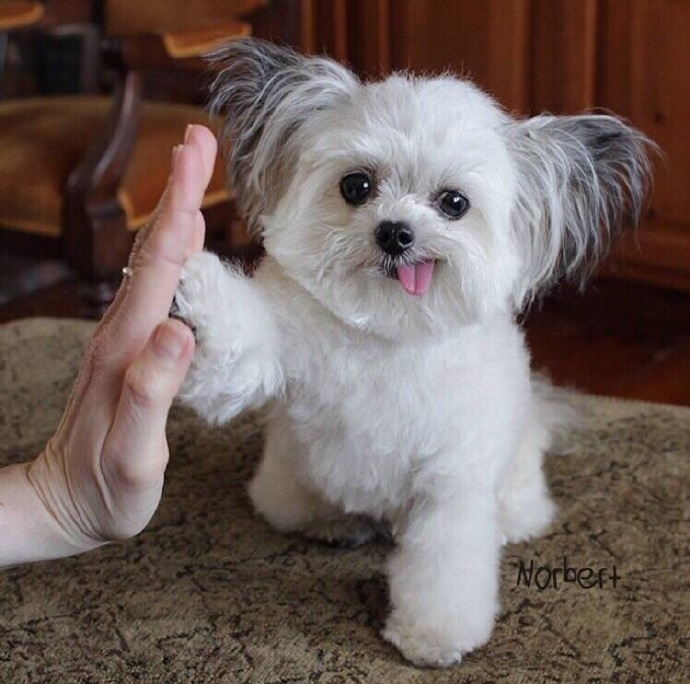 起风了：give me five！