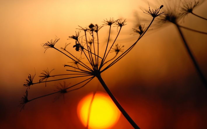 唯美夕阳风光高清壁纸大全