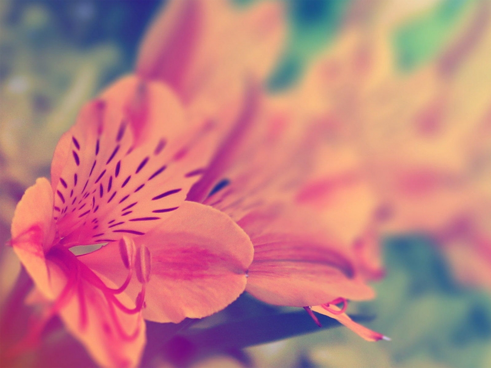 lomo风格唯美花草风景