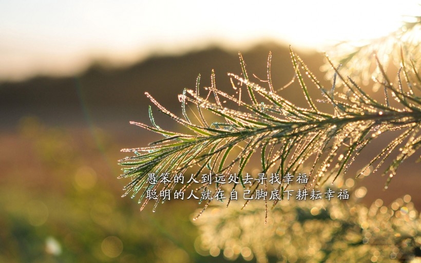 幸福文字桌面壁纸