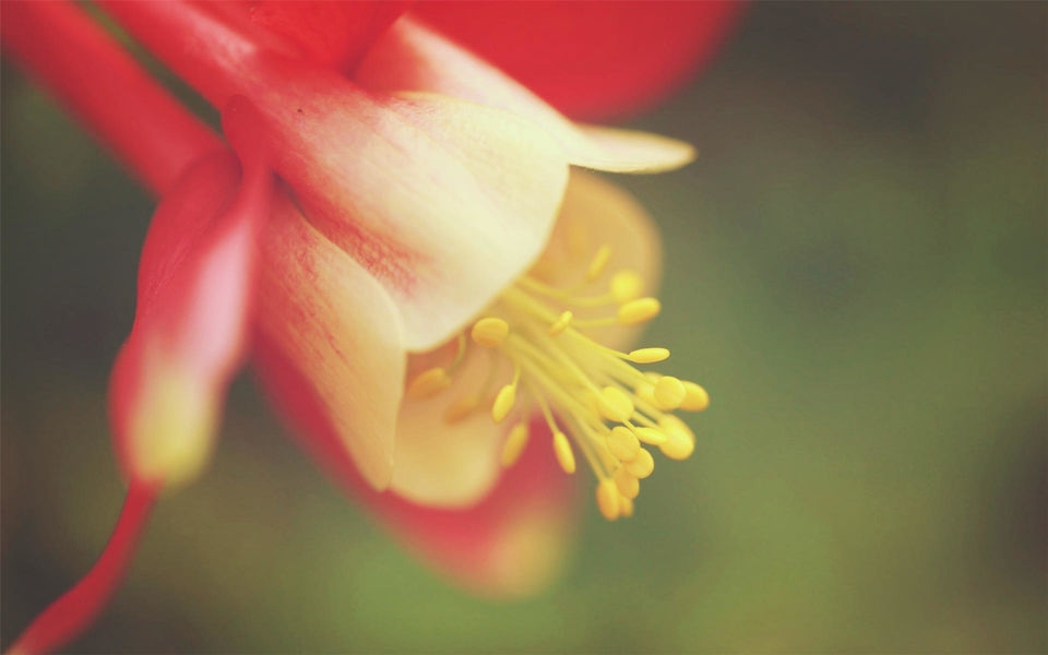 靓丽花蕊特写桌面壁纸