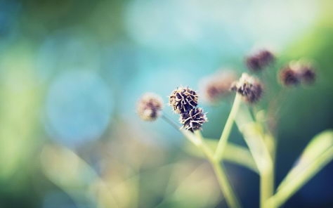 小清新风格花卉桌面壁纸