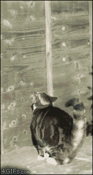 猫的身手有多好 感受下