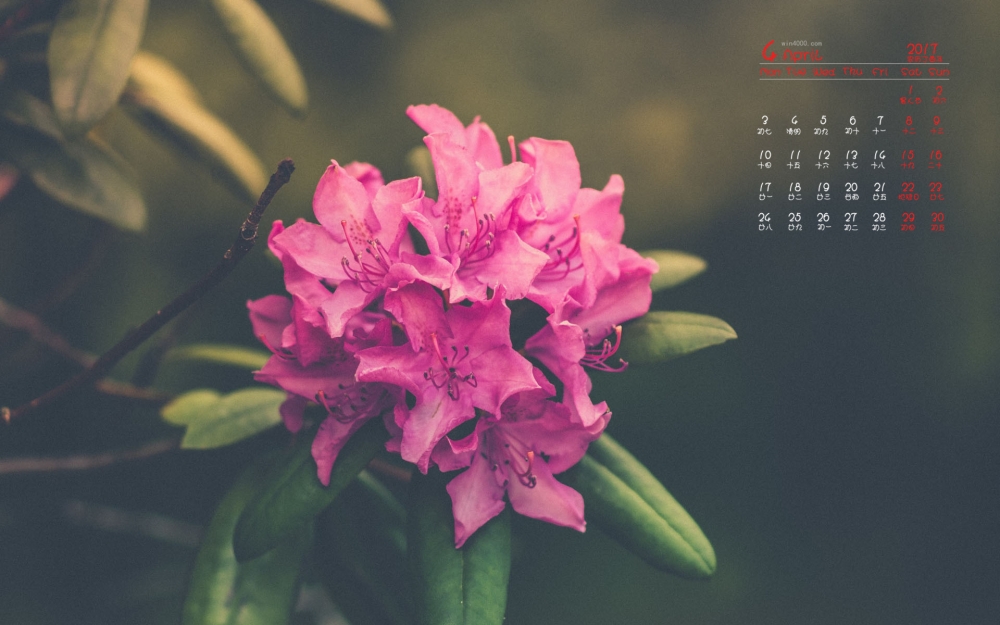 2017年4月唯美红色花卉植物高清图片日历壁纸